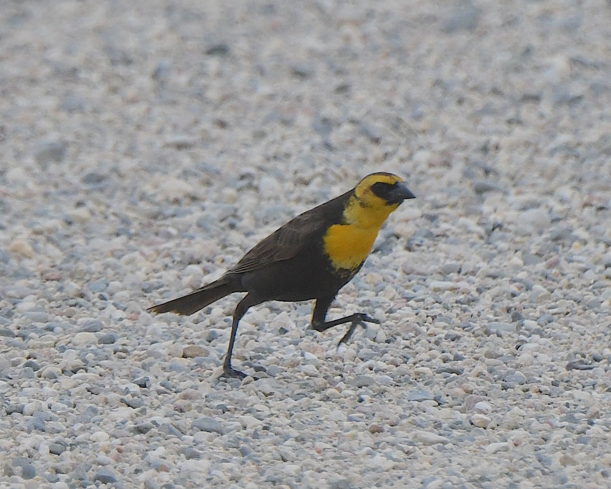 Yellow-headed Blackbird - ML621034193
