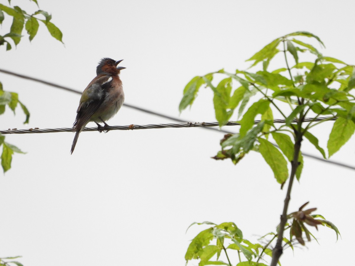 Common Chaffinch - ML621034246