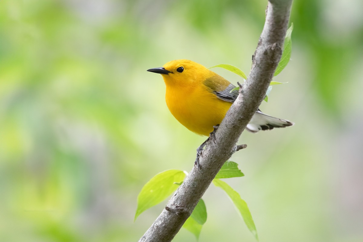 Prothonotary Warbler - ML621034276