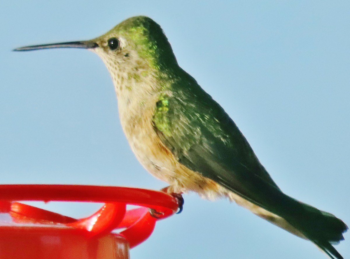 Broad-tailed Hummingbird - ML621034304
