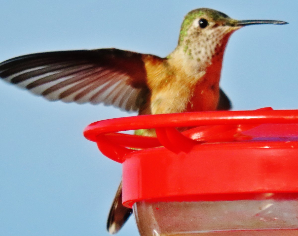 Broad-tailed Hummingbird - ML621034305