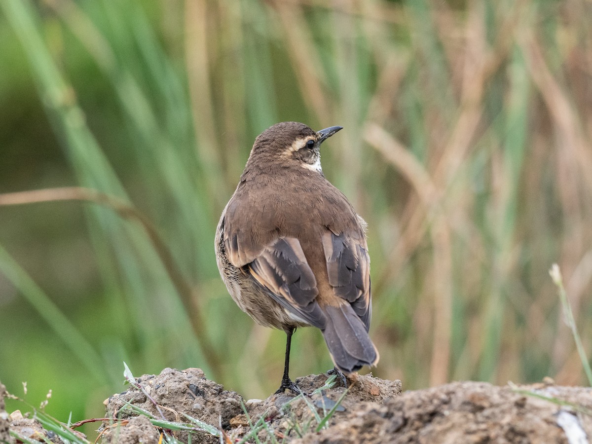 Chestnut-winged Cinclodes - ML621034358
