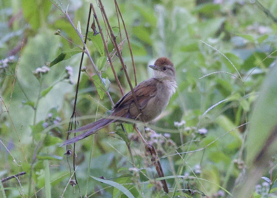 Papuan Grassbird - ML621034373