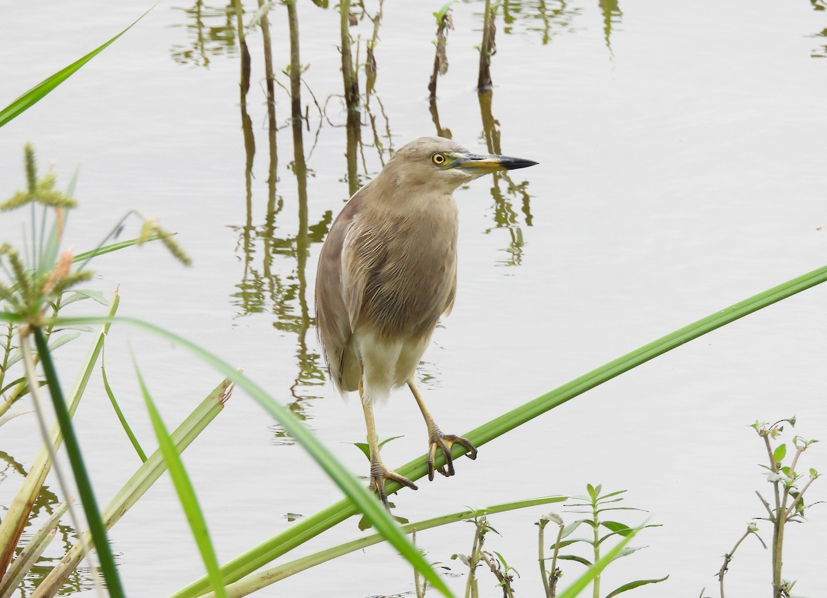 Indian Pond-Heron - ML621034397