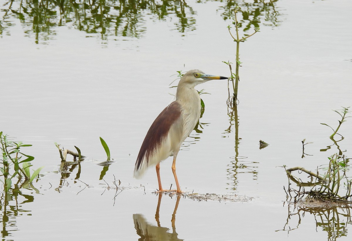 Indian Pond-Heron - ML621034402