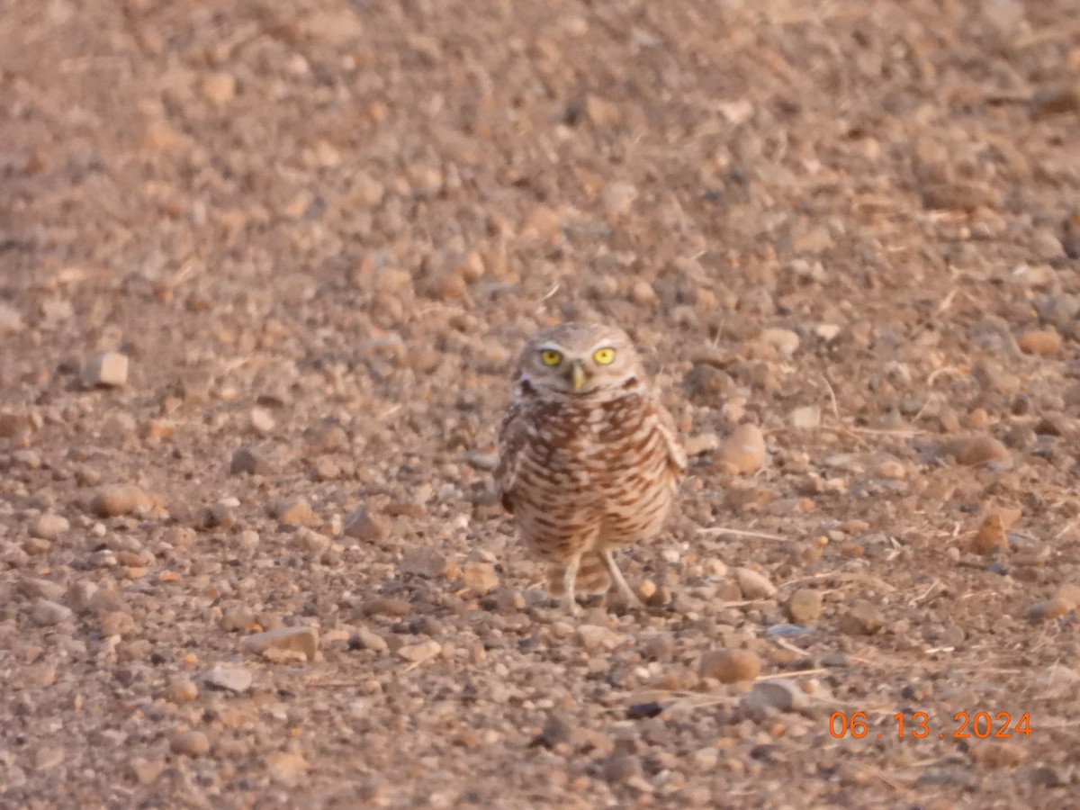 Burrowing Owl - ML621034407