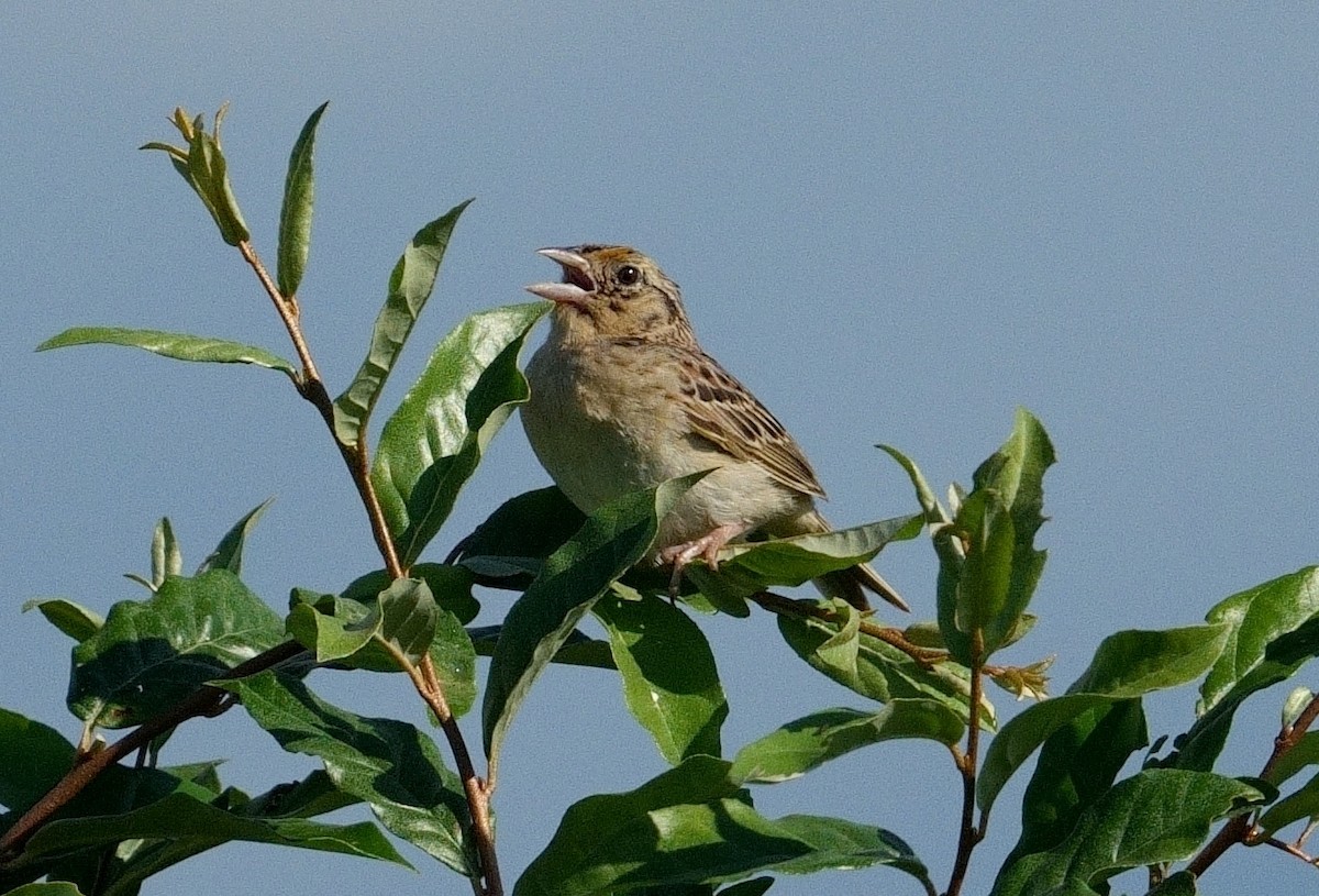 Grasshopper Sparrow - ML621034422