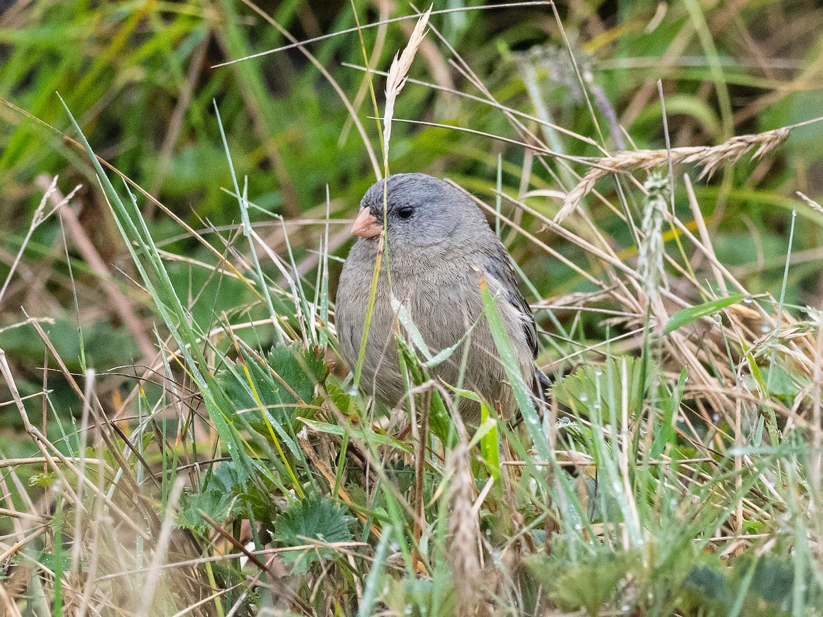 Plain-colored Seedeater - ML621034431
