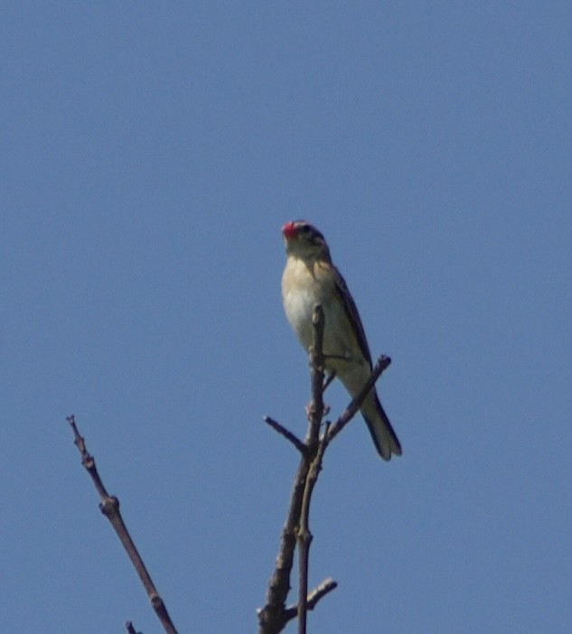 Pin-tailed Whydah - ML621034472