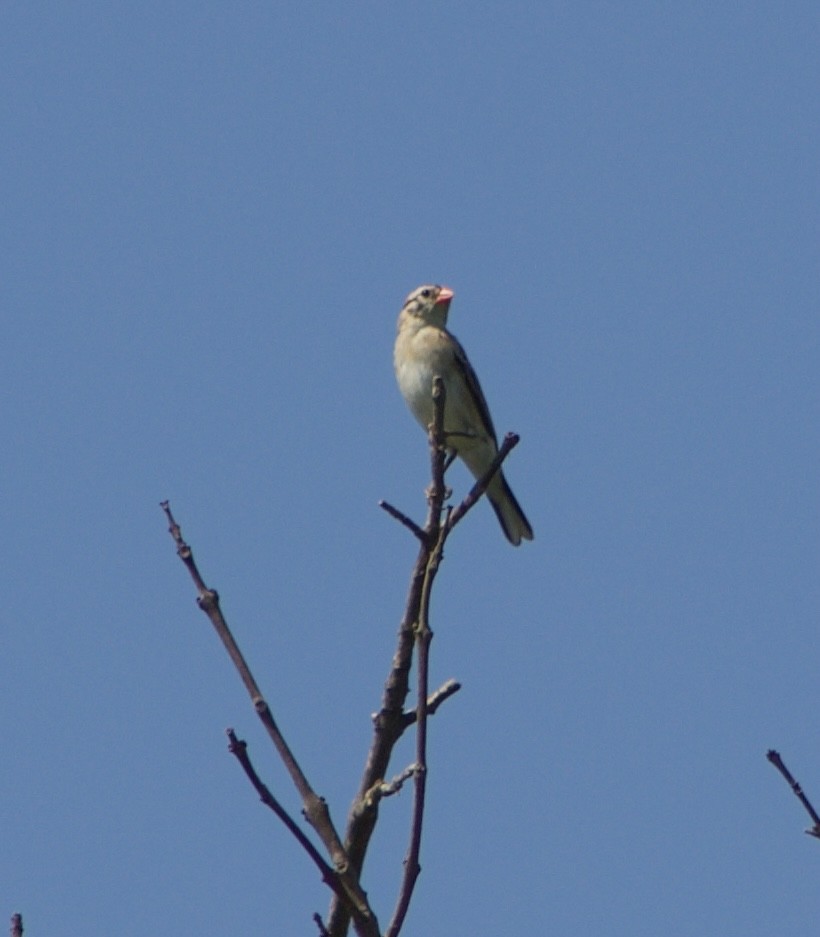 Pin-tailed Whydah - ML621034473