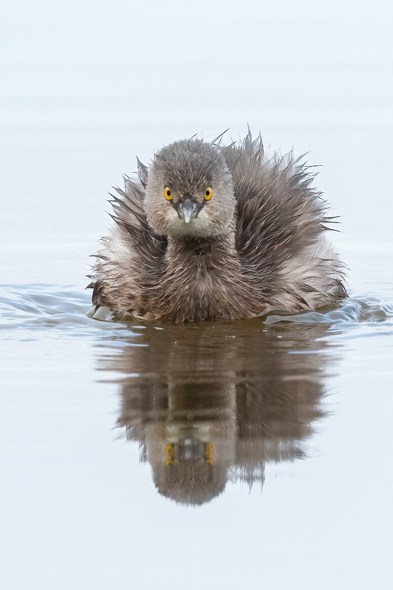 Least Grebe - Tyler Ficker