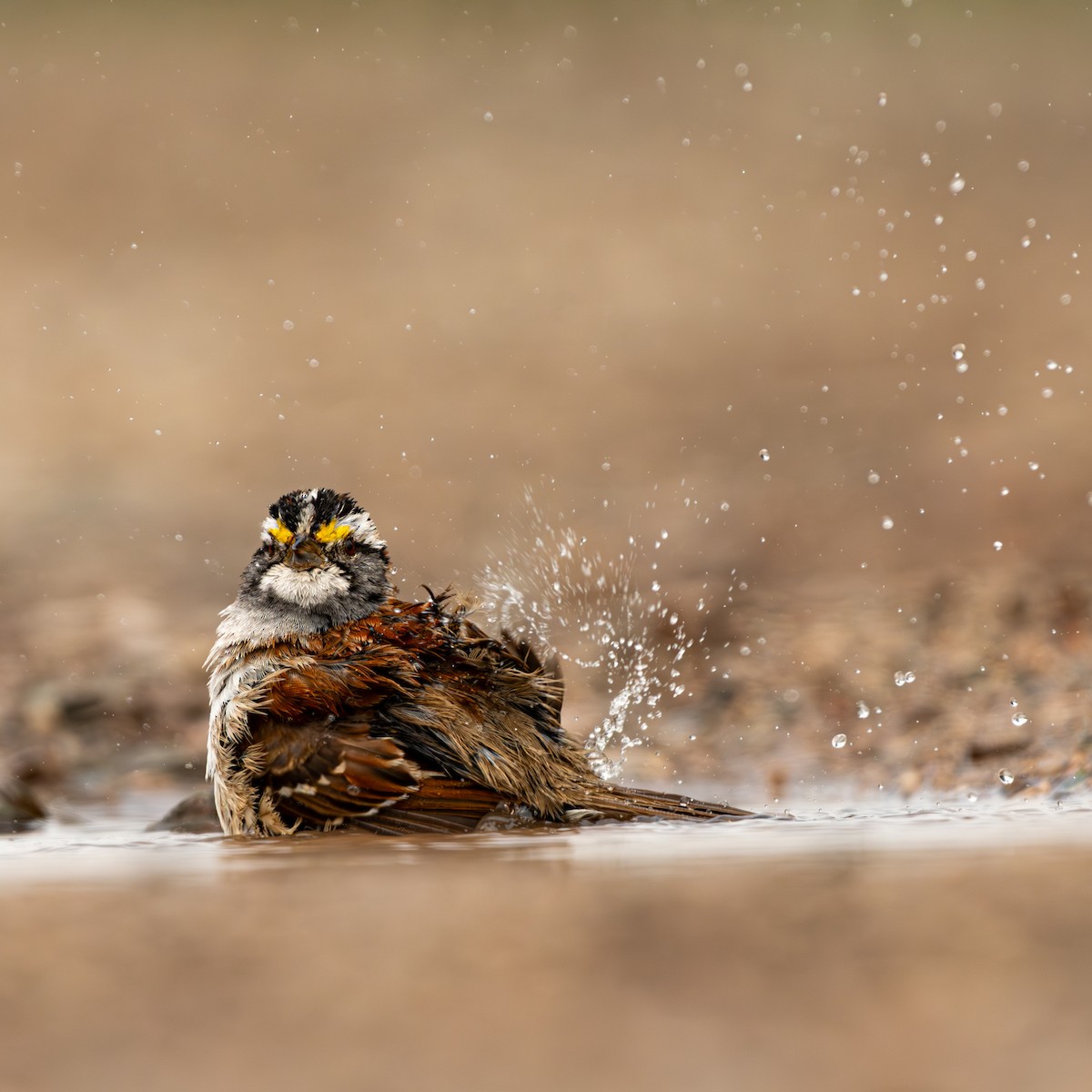 White-throated Sparrow - ML621034553