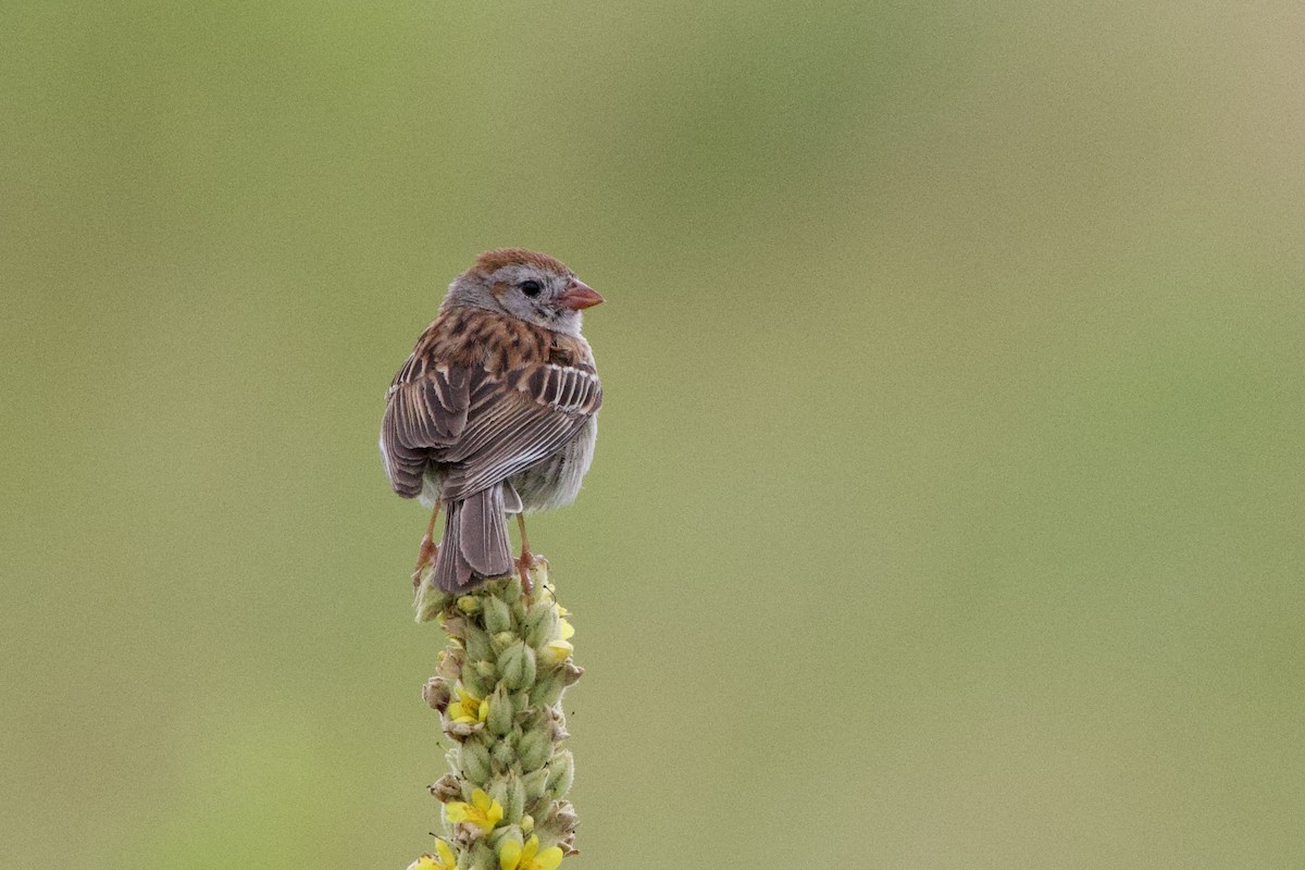Field Sparrow - ML621034563