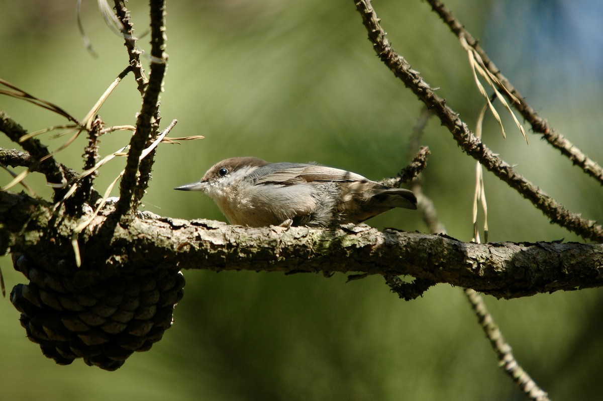 Brown-headed Nuthatch - ML621034611