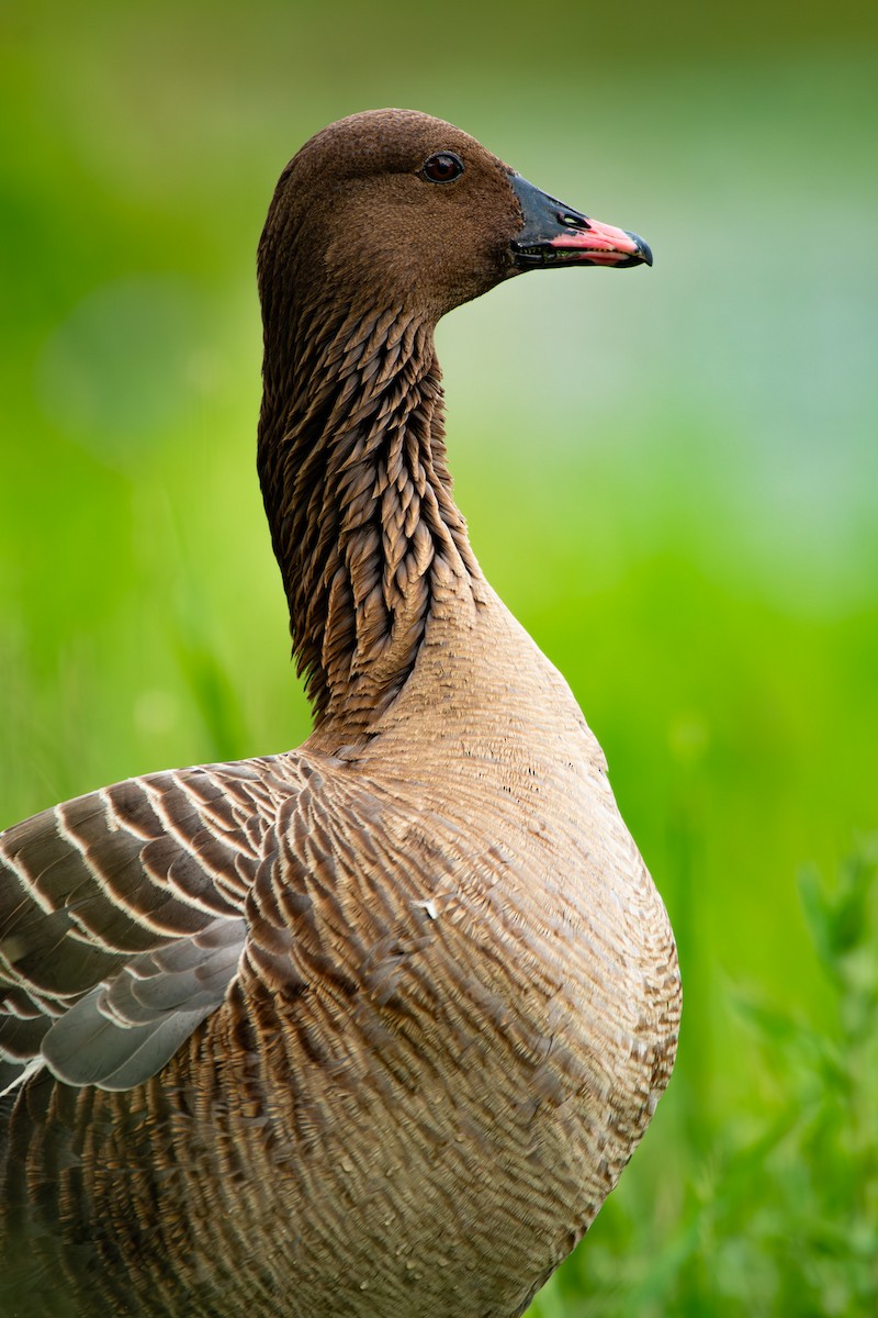 Pink-footed Goose - Linden Watters