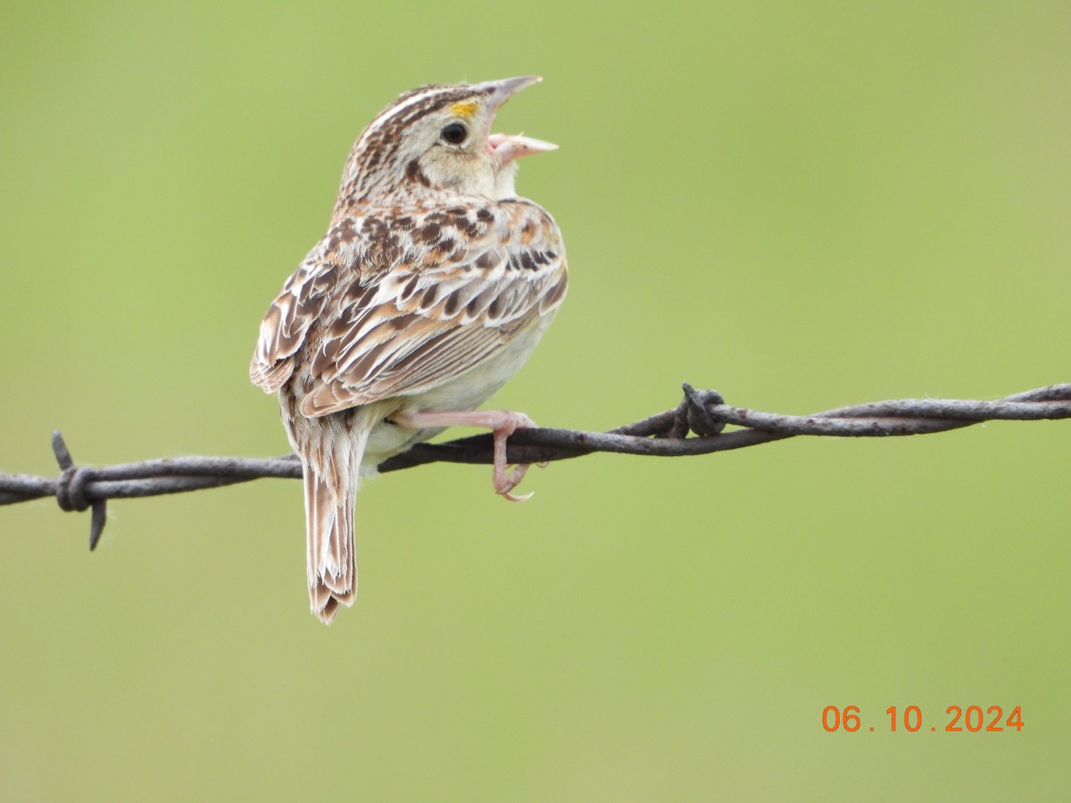 Grasshopper Sparrow - ML621034620