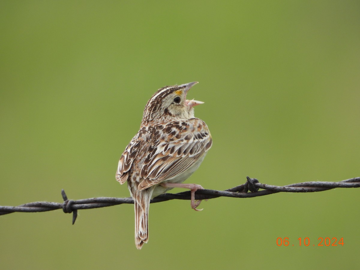 Grasshopper Sparrow - ML621034621