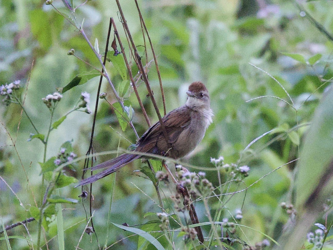 Papuan Grassbird - ML621034637