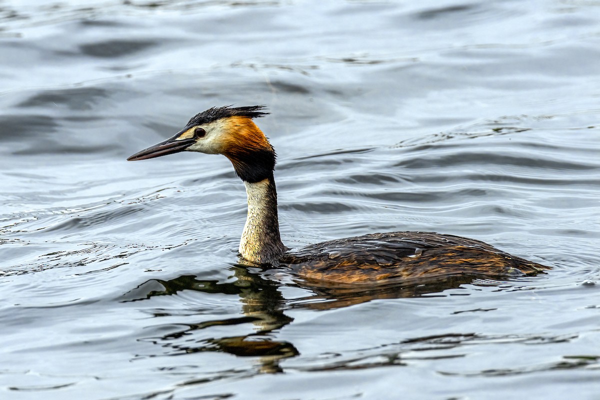 Great Crested Grebe - ML621034639