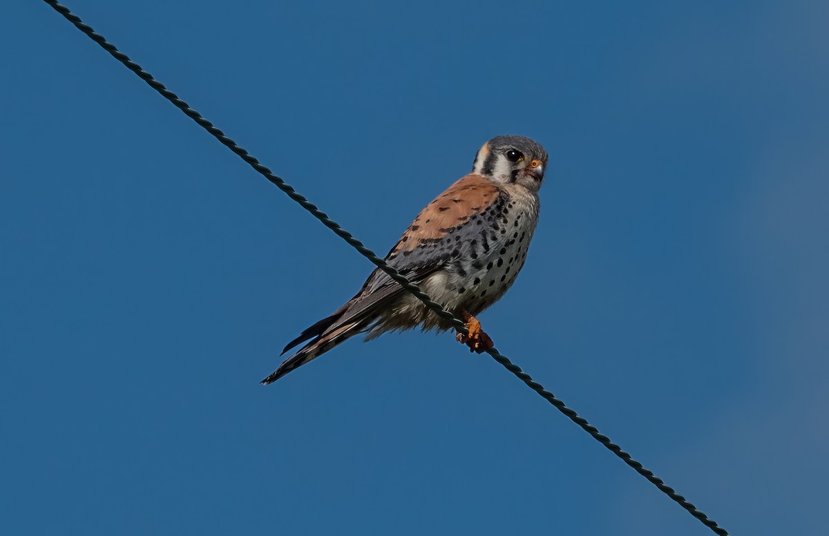 American Kestrel - ML621034646