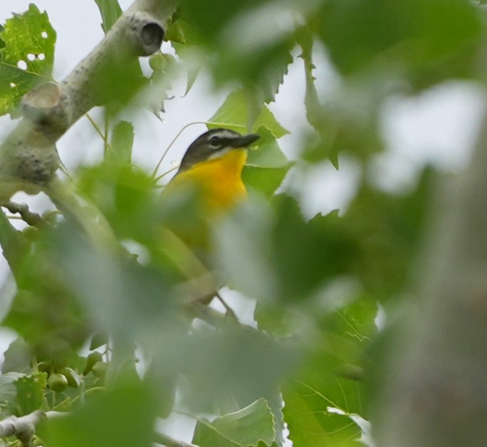 Yellow-breasted Chat - ML621034678