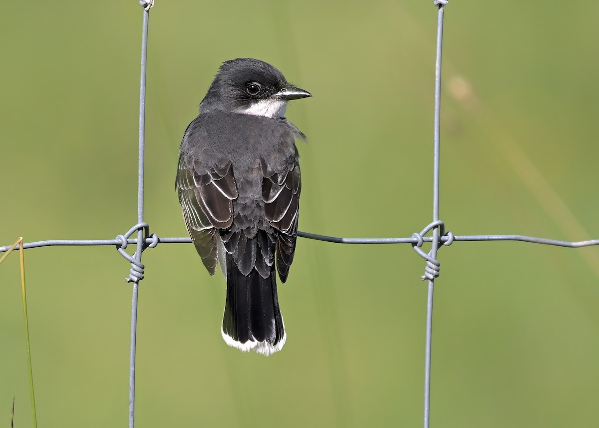 Eastern Kingbird - ML621034697