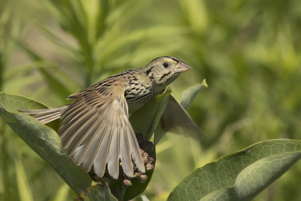 Henslow's Sparrow - ML621034708