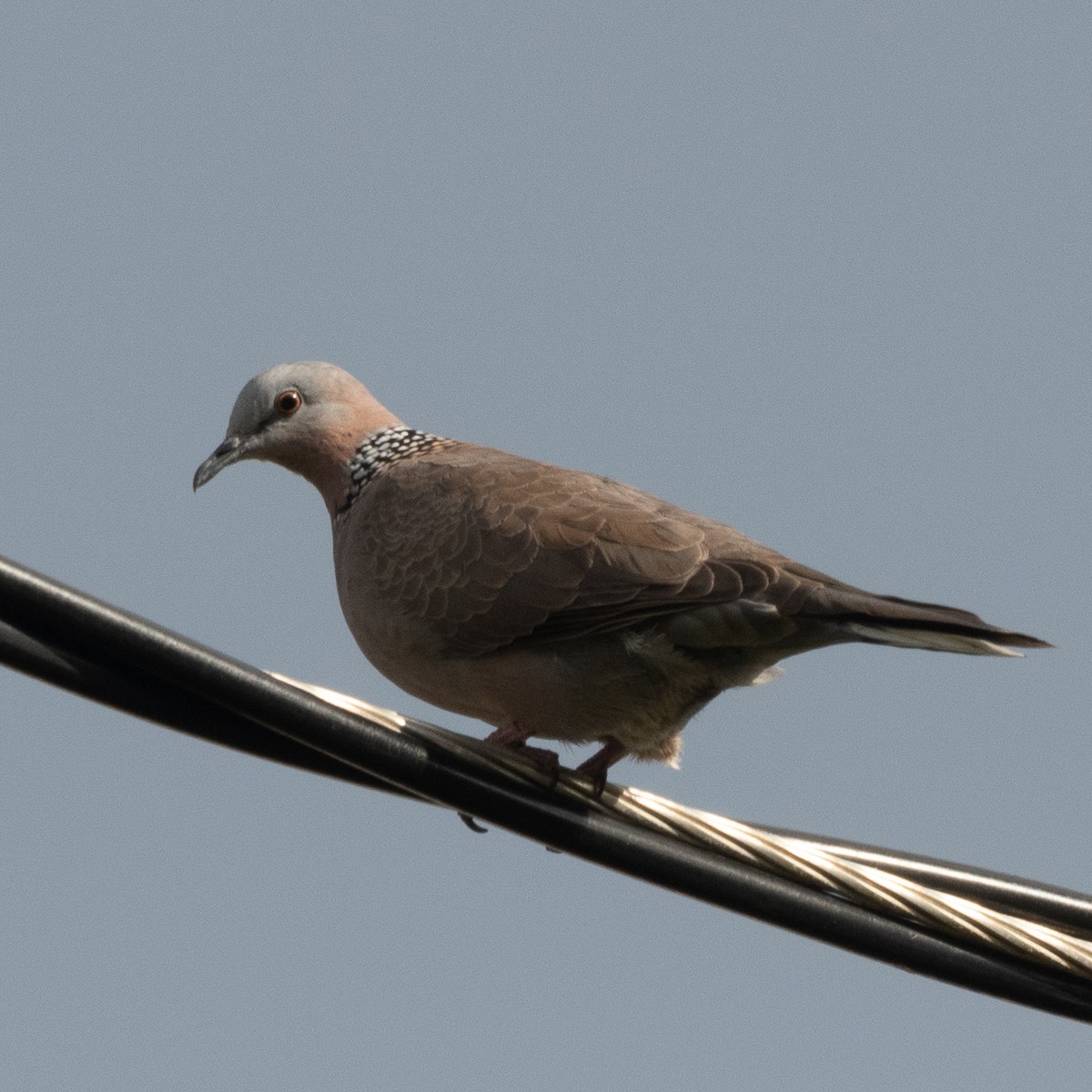Spotted Dove - ML621034729