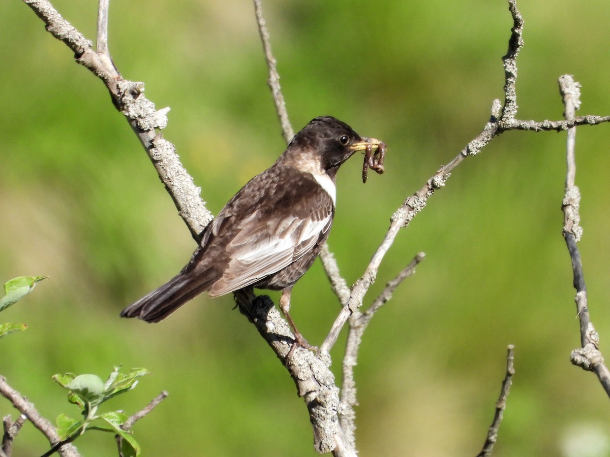 Ring Ouzel - ML621034733