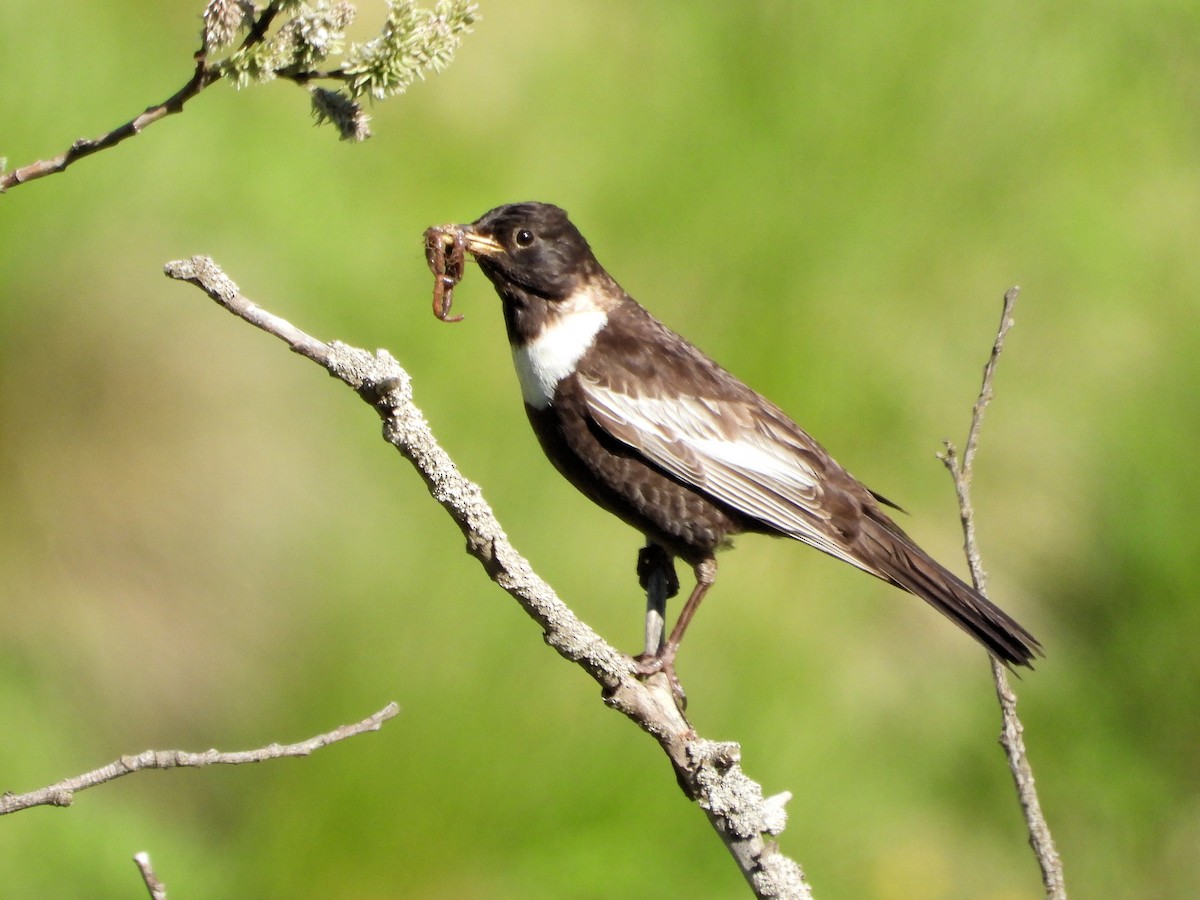 Ring Ouzel - ML621034736