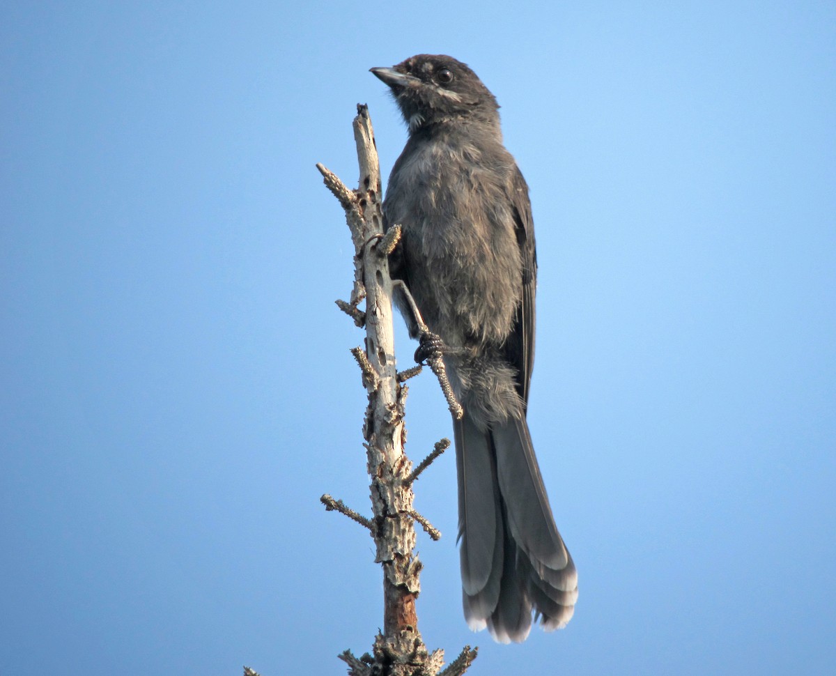 Canada Jay - ML621034740