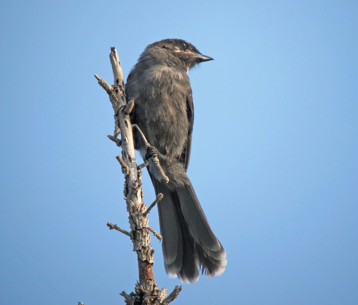 Canada Jay - ML621034742