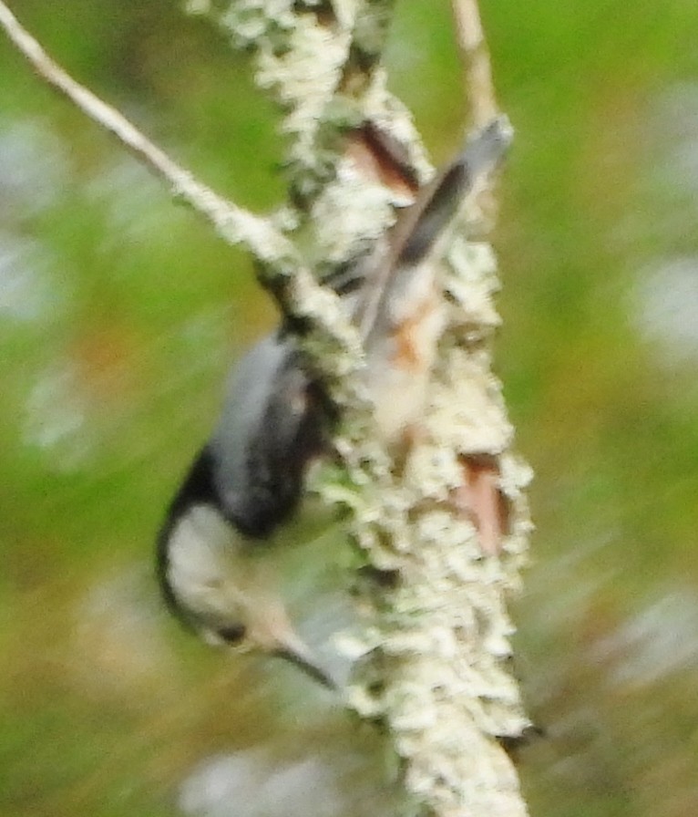 White-breasted Nuthatch - ML621034747