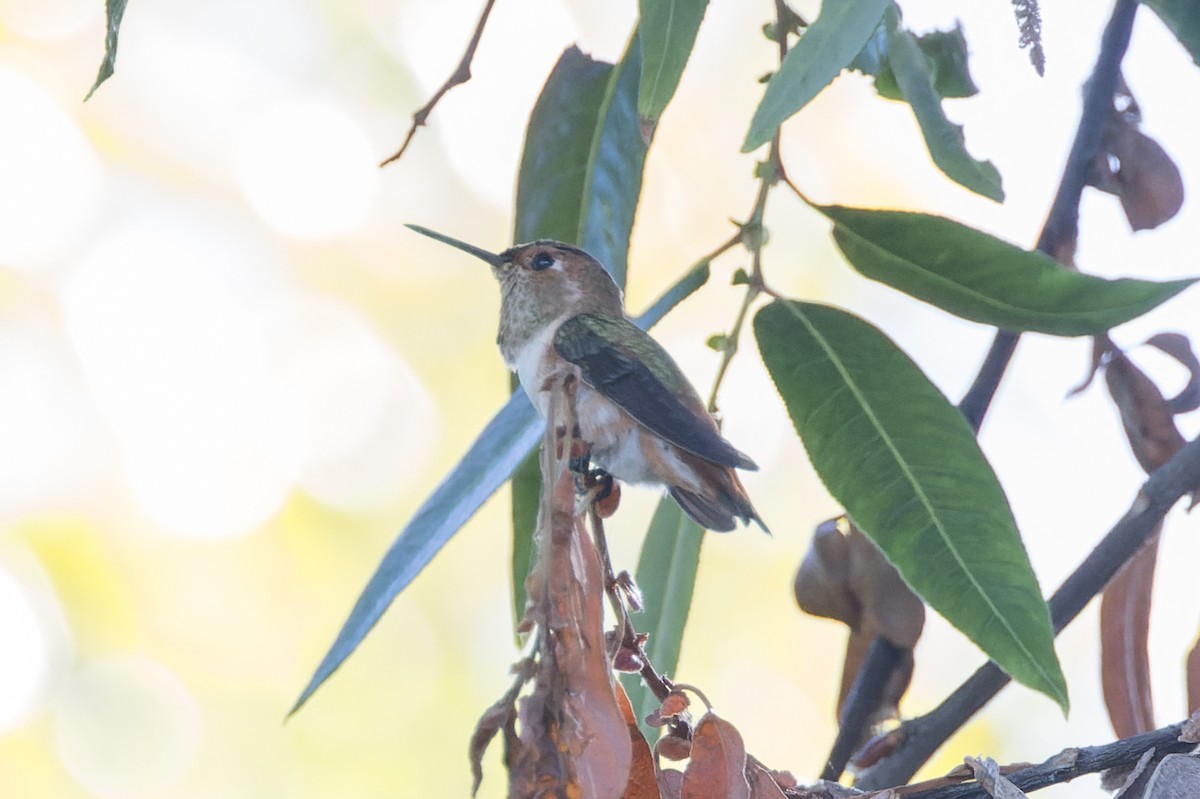 Allen's Hummingbird - ML621034798