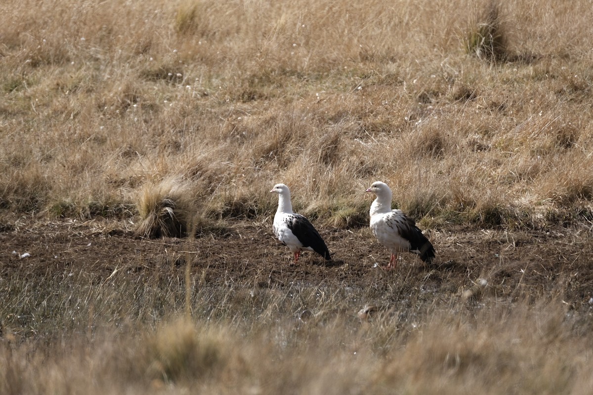 Andean Goose - ML621034827