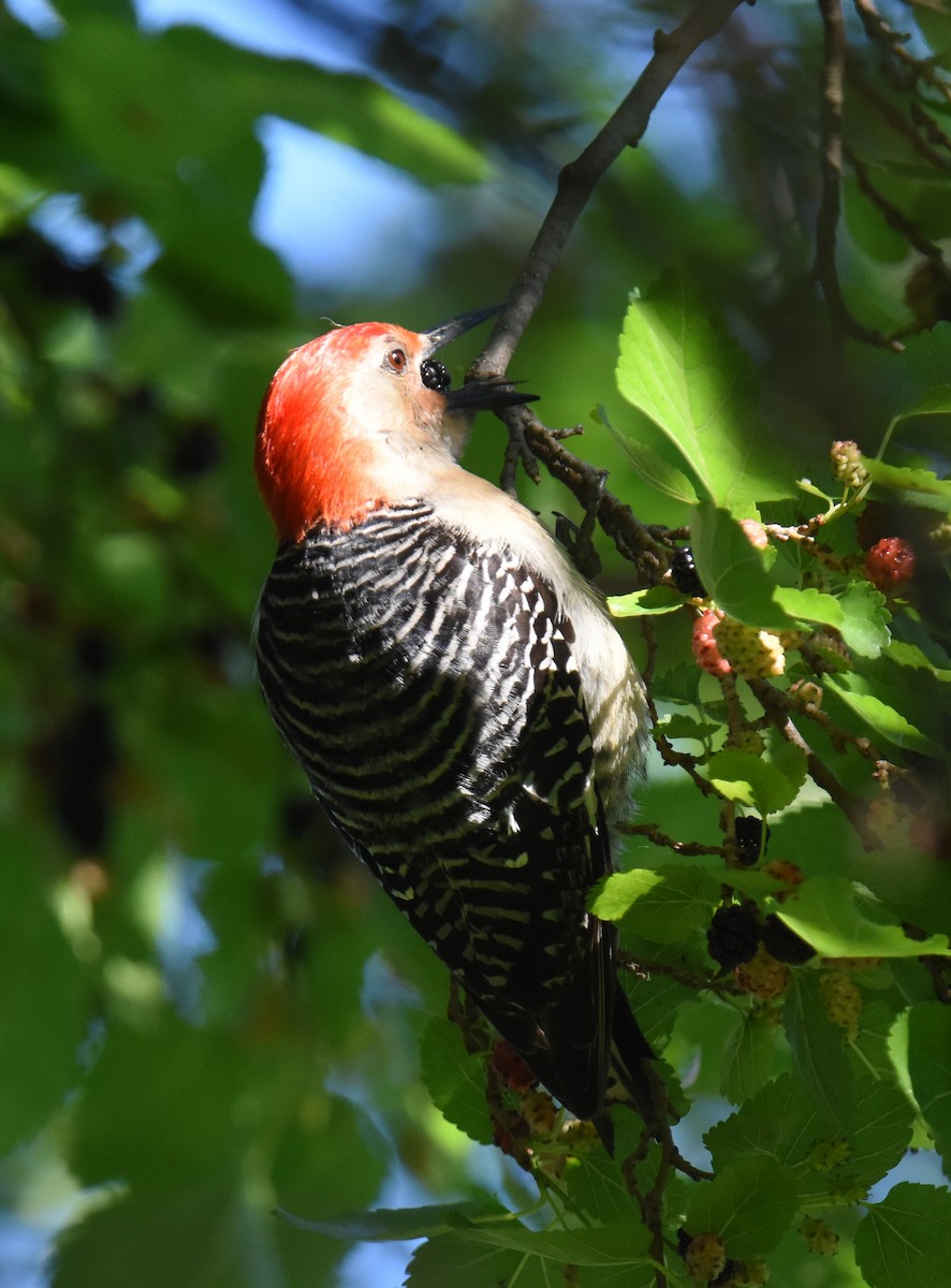 Red-bellied Woodpecker - ML621034840