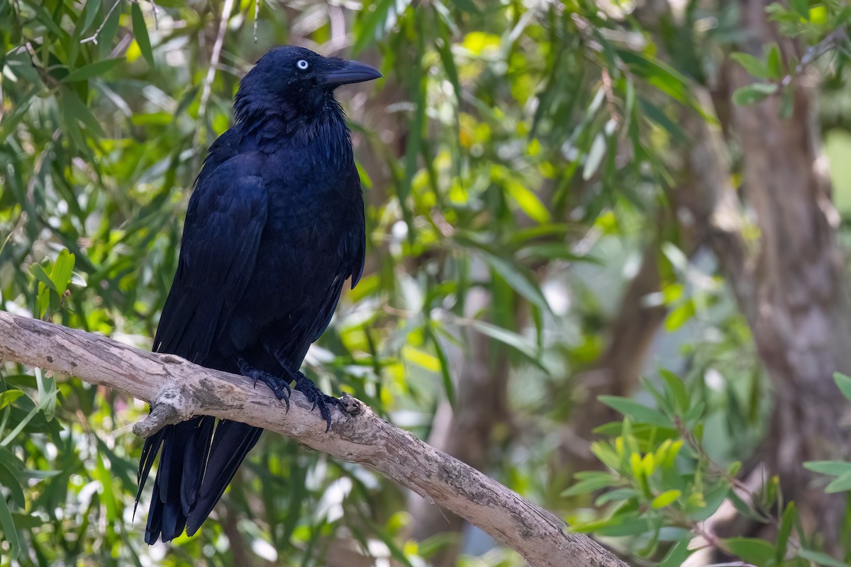 Australian Raven - ML621034841