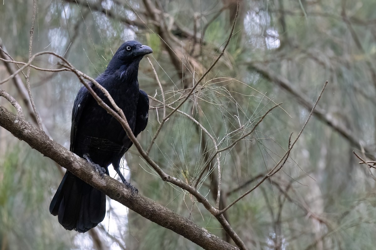 Australian Raven - ML621034842