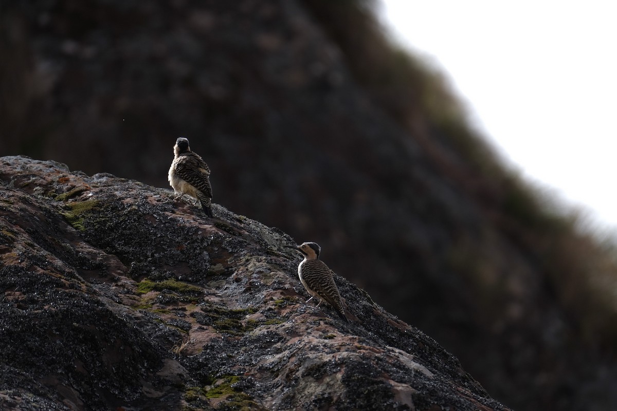 Andean Flicker - ML621034863