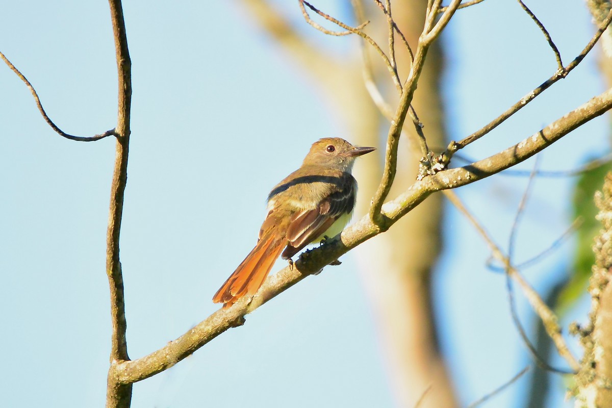 Great Crested Flycatcher - ML621034872