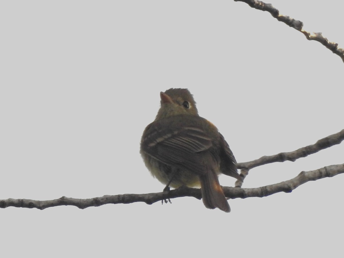 Western Flycatcher (Cordilleran) - ML621034878