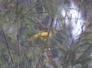 Yellow-breasted Bowerbird - Sue Flecker