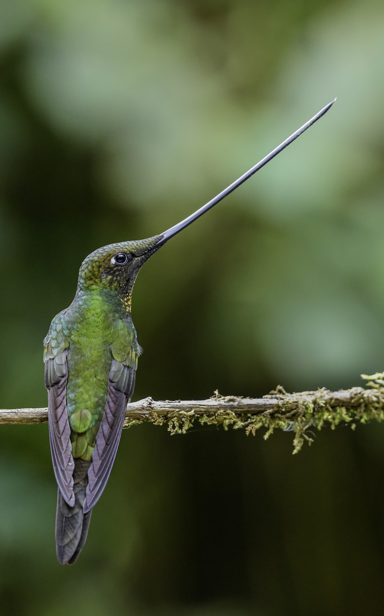 Sword-billed Hummingbird - ML621034932