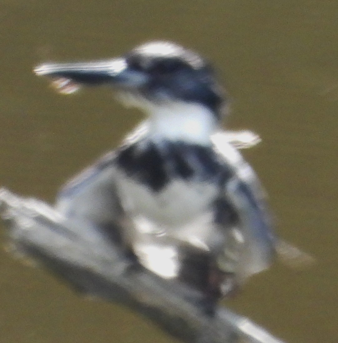 Belted Kingfisher - ML621034936