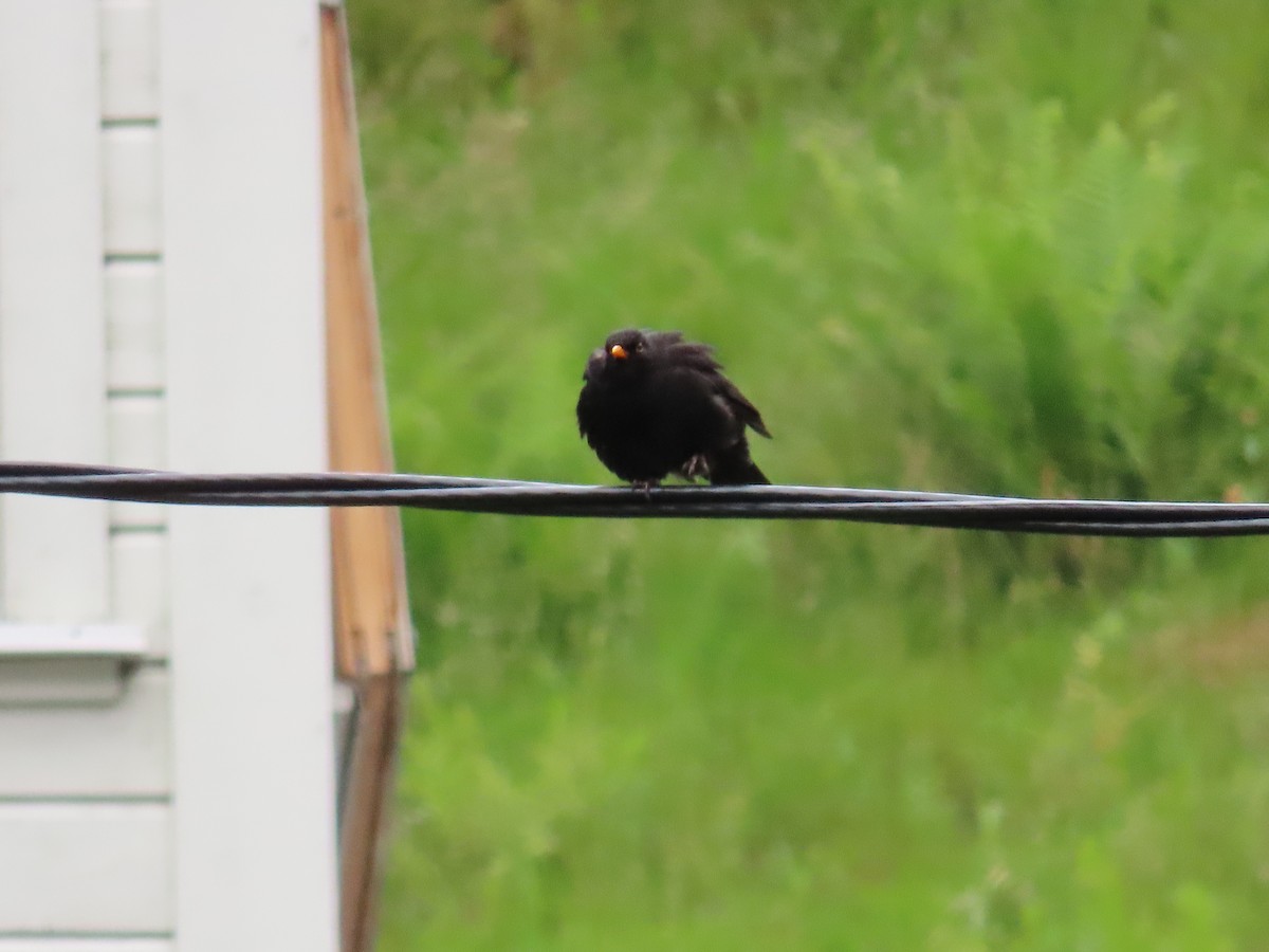 Eurasian Blackbird - ML621034940