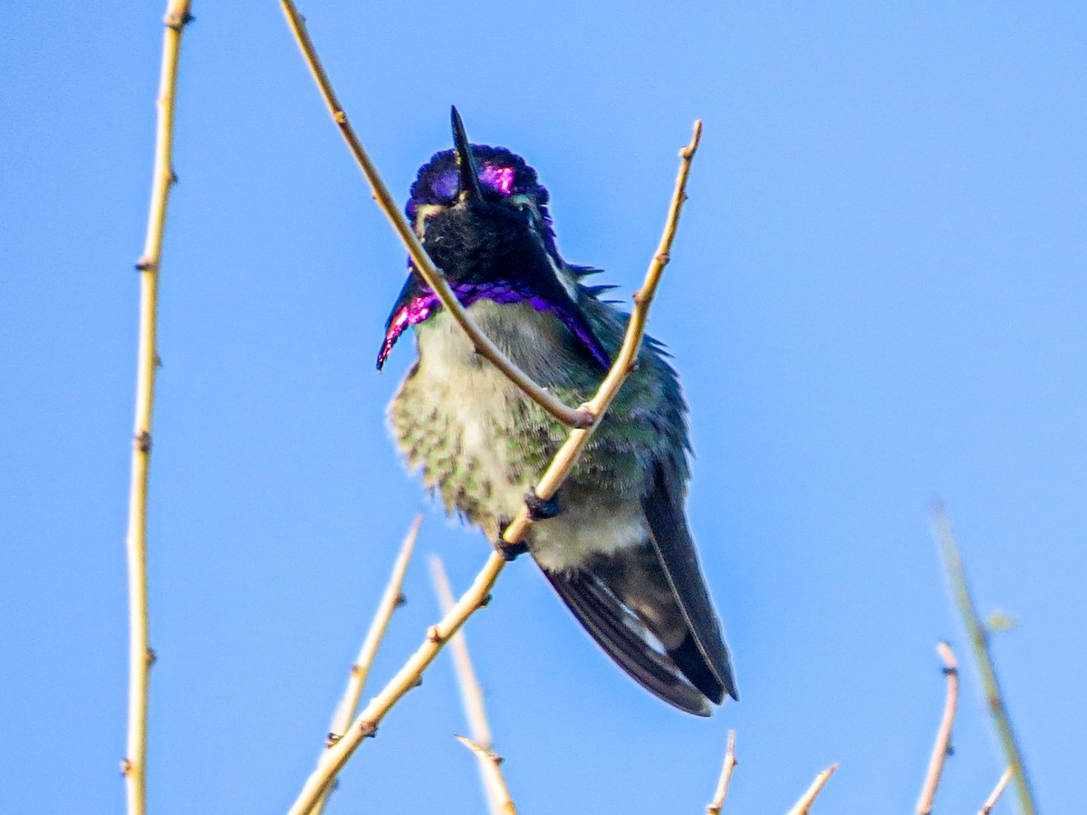 Costa's Hummingbird - ML621034944