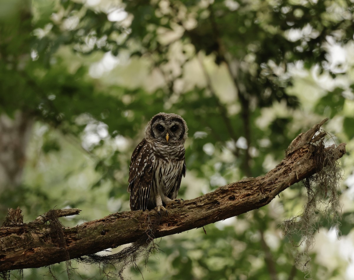 Barred Owl - Pelin Karaca