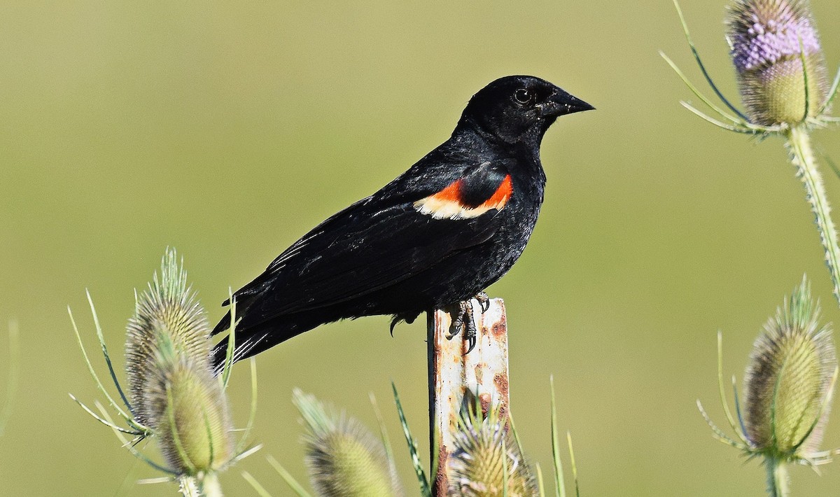 Red-winged Blackbird - ML621034979