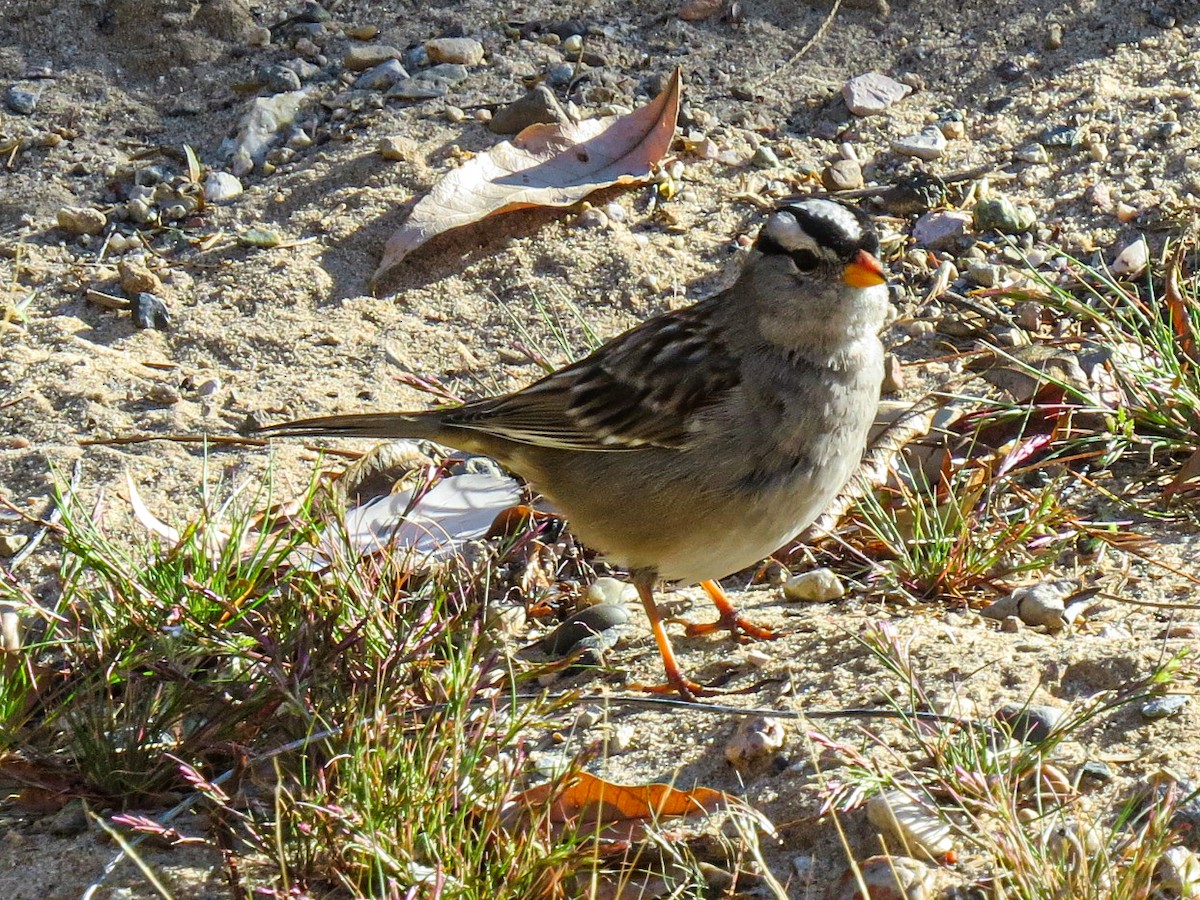 White-crowned Sparrow - ML621034990