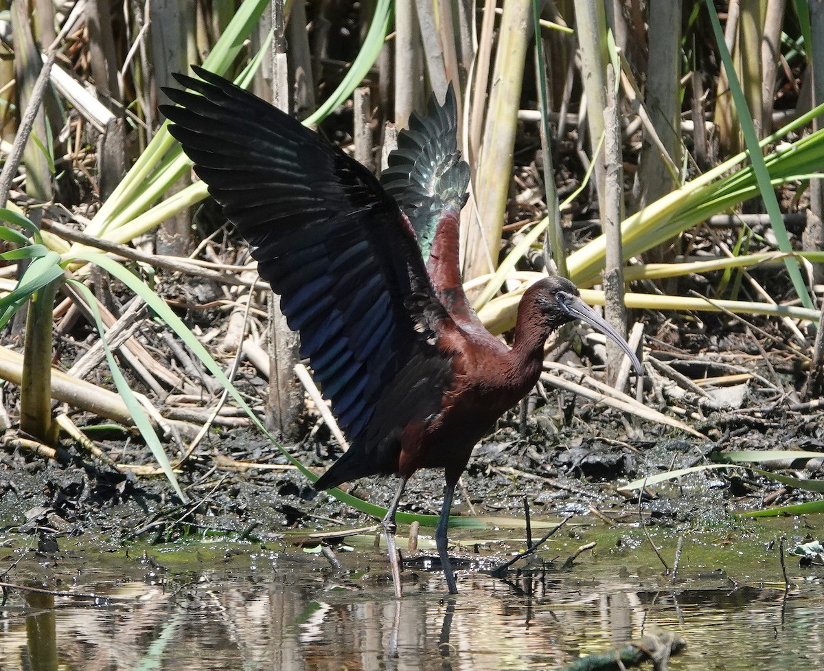 ibis hnědý - ML621035003